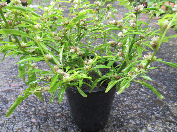 <i>Alternanthera ficoidea</i> plant